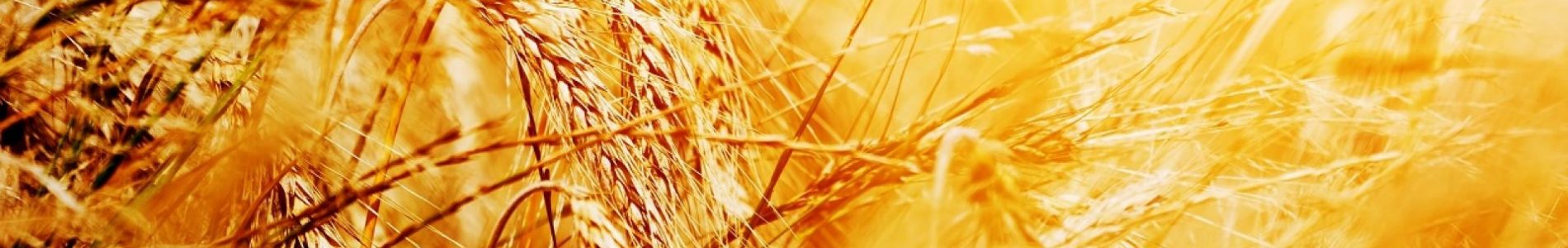 cropped-buz_banner.jpg