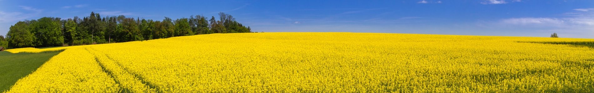 oilseed-rape-3363808_1920
